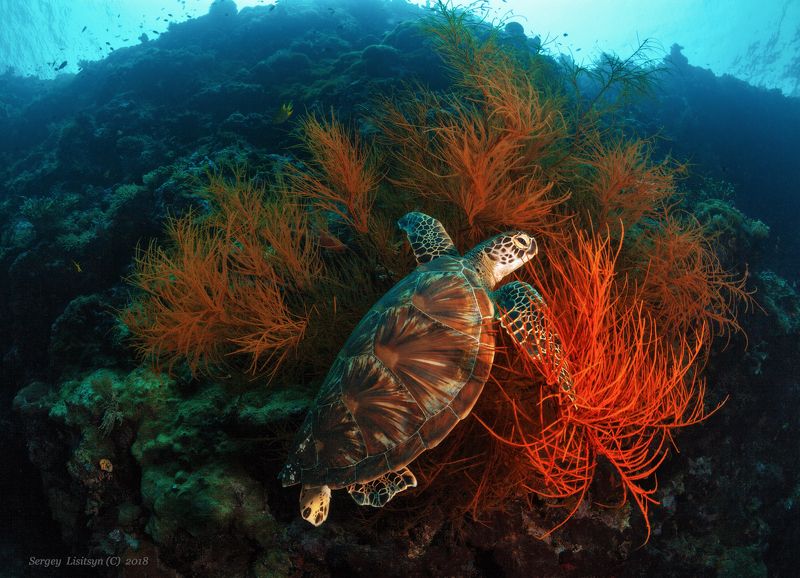 Quiet time. фото превью