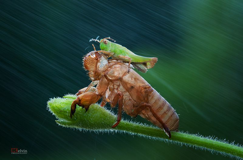 Tiến Lên фото превью