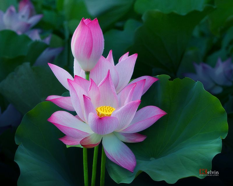 Hoa Sen фото превью