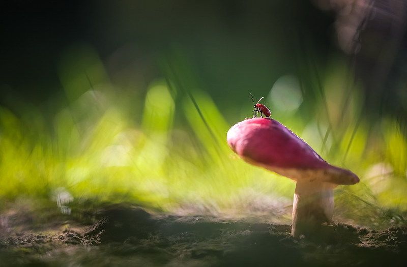 Я наблюдаю как звёзды спускаются с неба ночного фото превью