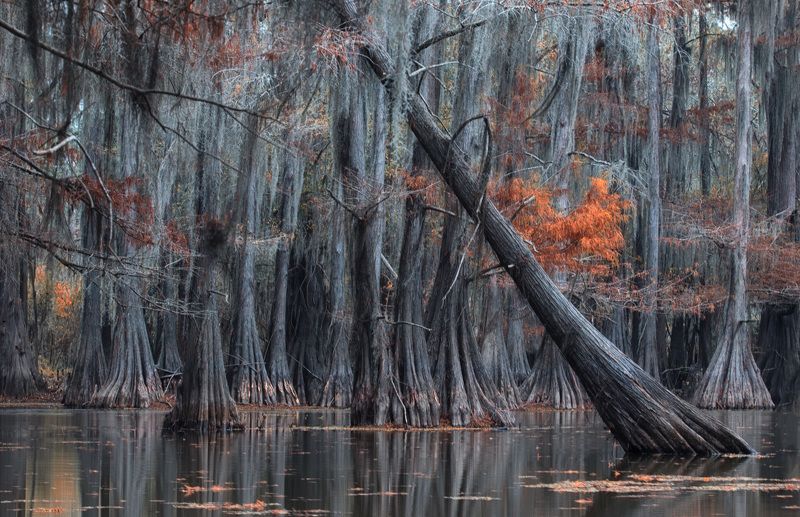 такие вот болота.. фото превью
