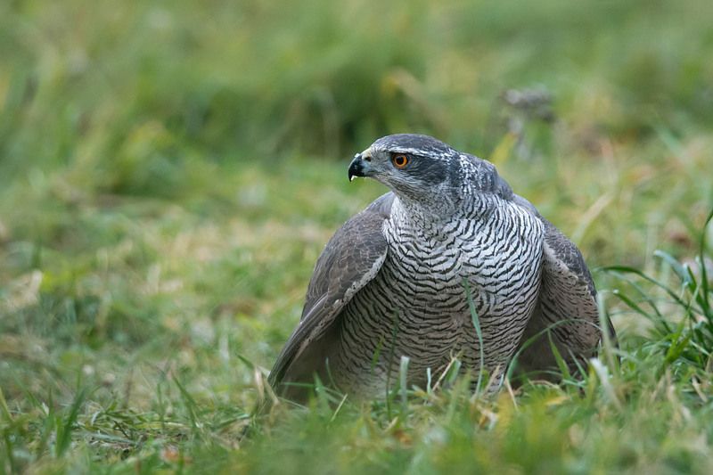 Jastrząb фото превью