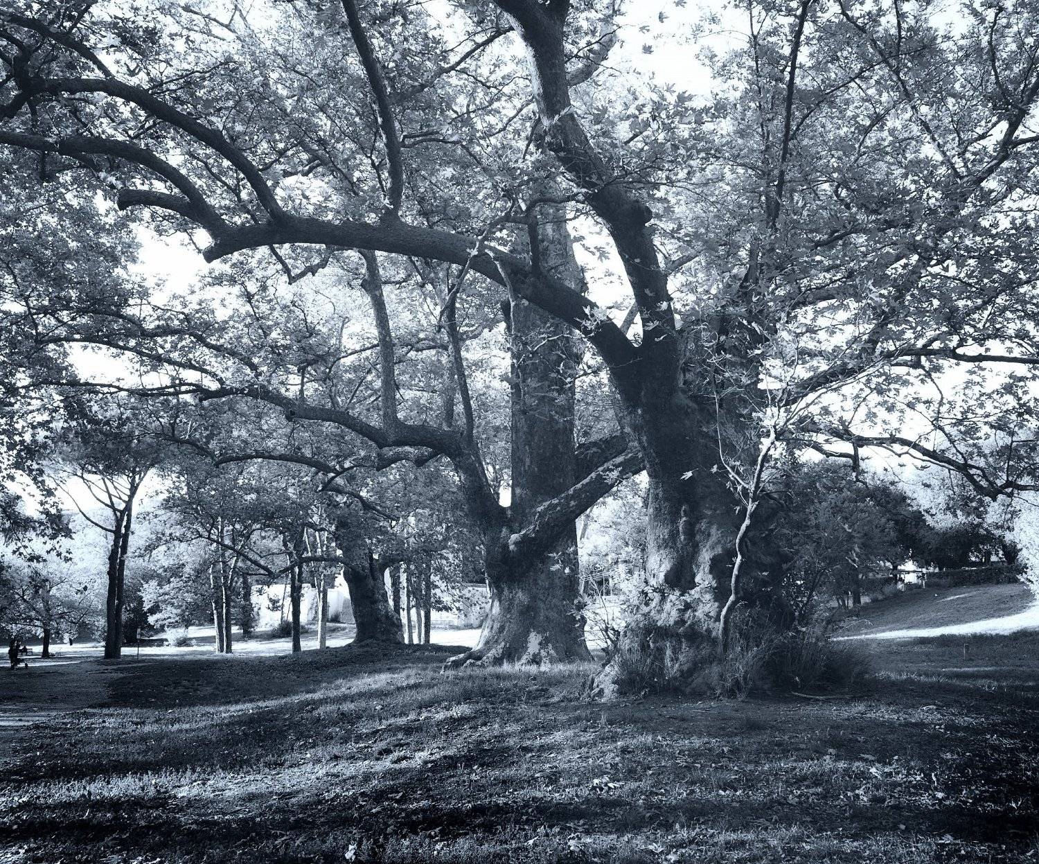 платаны, вековые деревья, рим, Olga N.