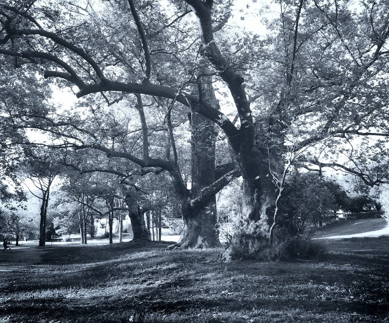 платаны, вековые деревья, рим корни и кроны фото превью