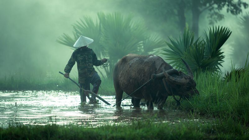 thai,portrait,man,work,buffalo,Thailand,plow,field,vietnam,journalism, Plowed field фото превью