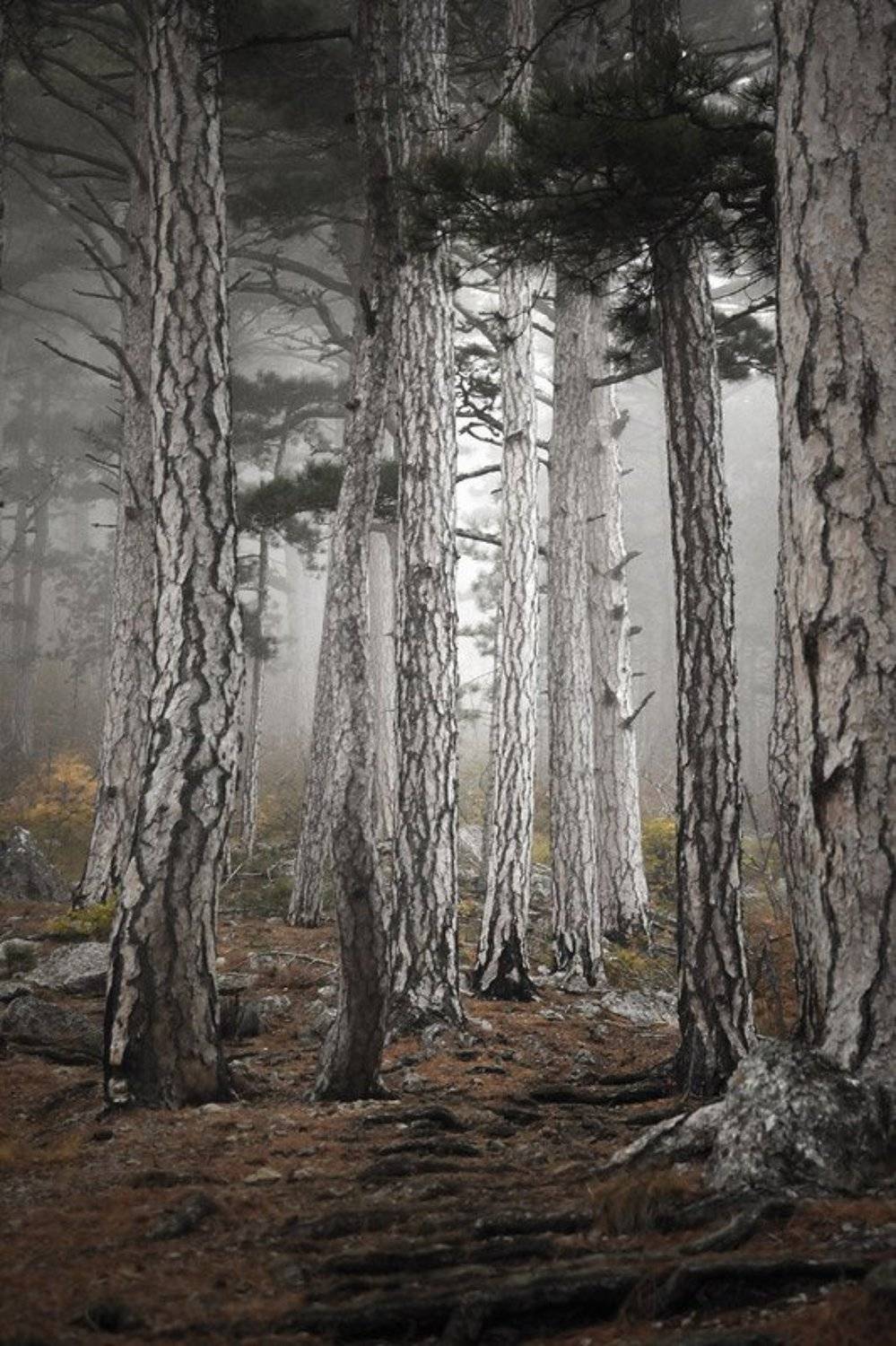 Крым, лес, сосны, горы, Алексей Медведев