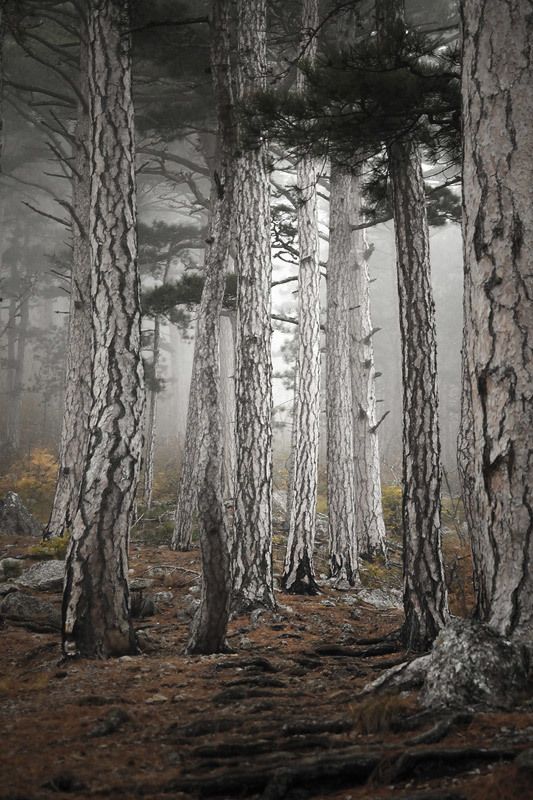 Крым, лес, сосны, горы Светлые фото превью