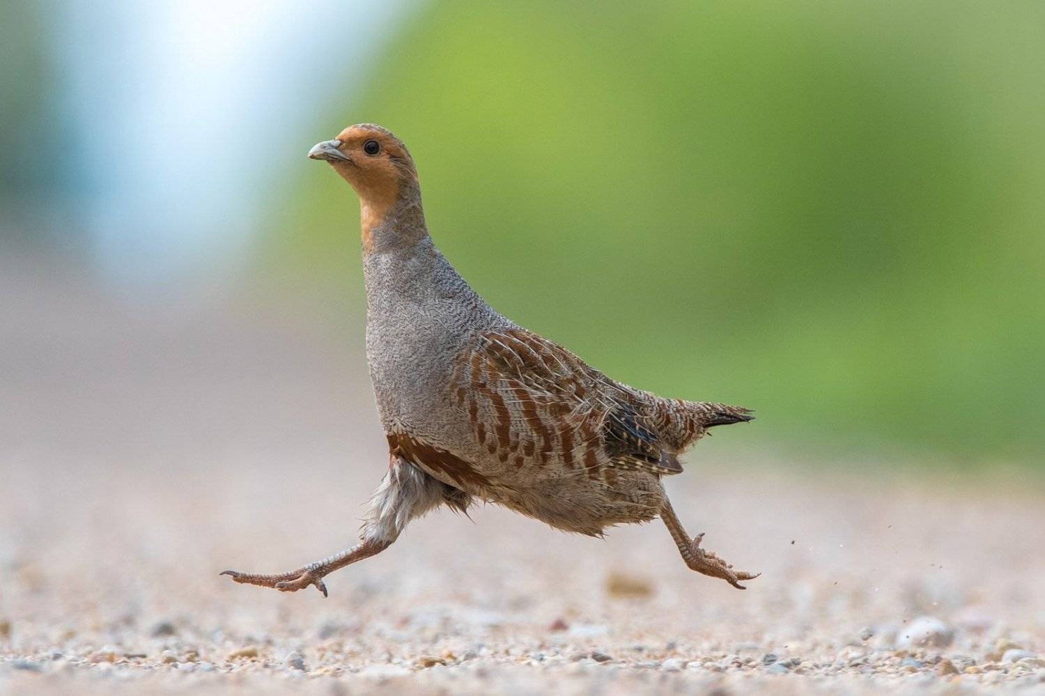 , Дмитрий Вилюнов