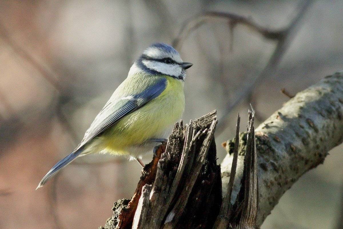 , Георги Славов