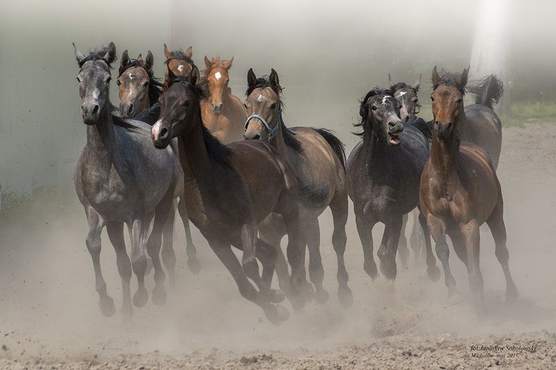 w galopie фото превью