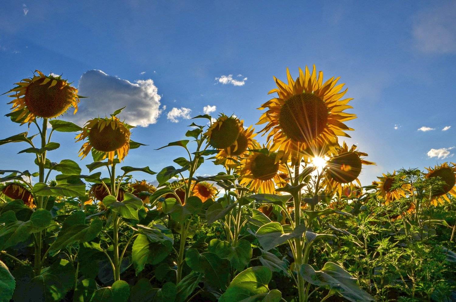 лето, июль, подсолнухи, Валерий Наумов