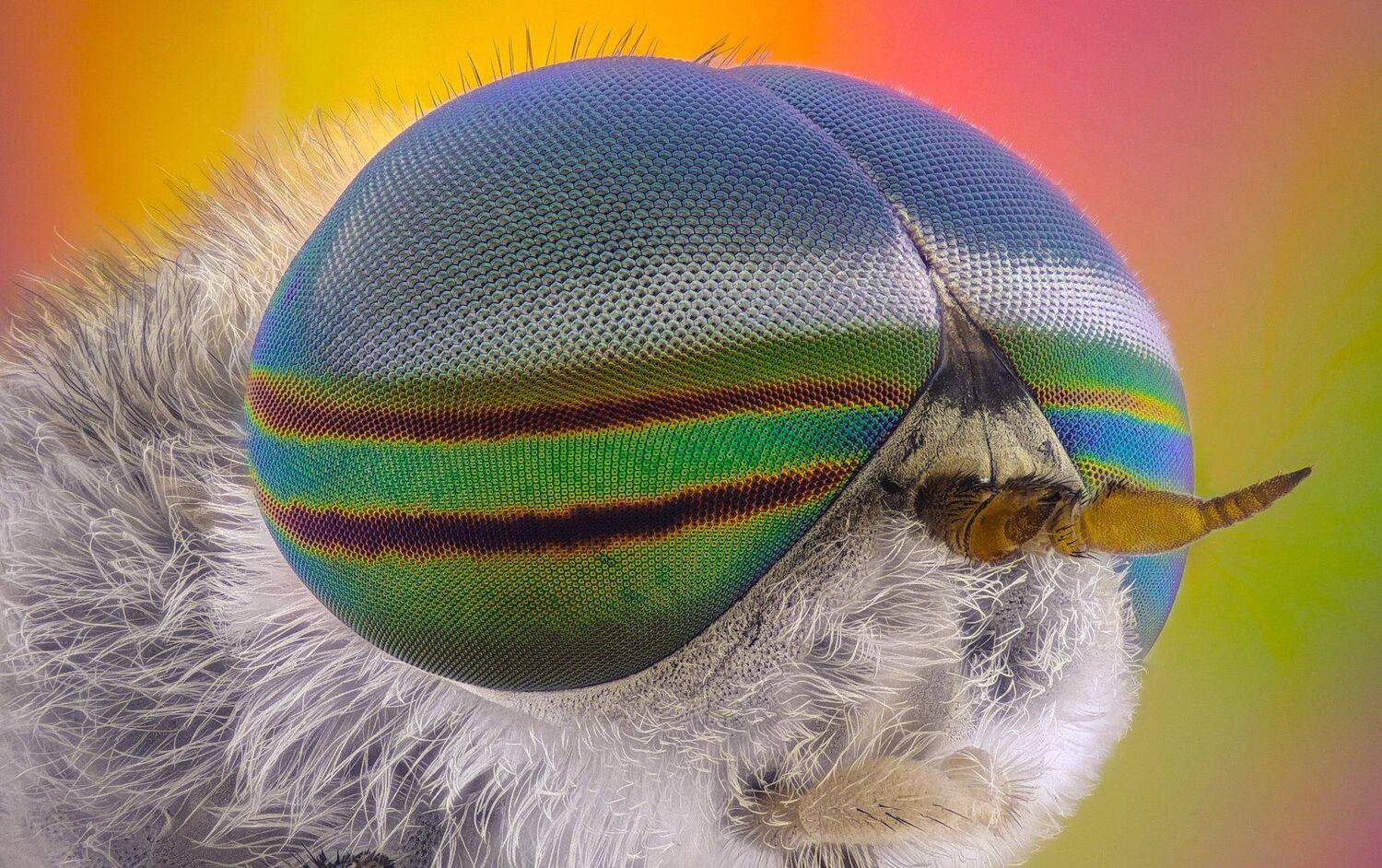 ceclii,macro,lgg4, extrememacro,  макро, Tsvetan Ganev