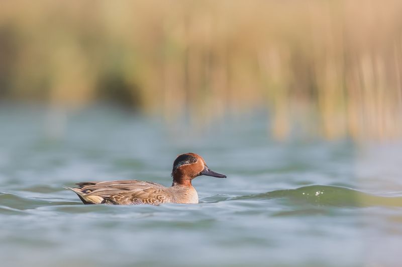 bird,water,lake,sunset,winter,light зимние кусочки  (Anas crecca) фото превью