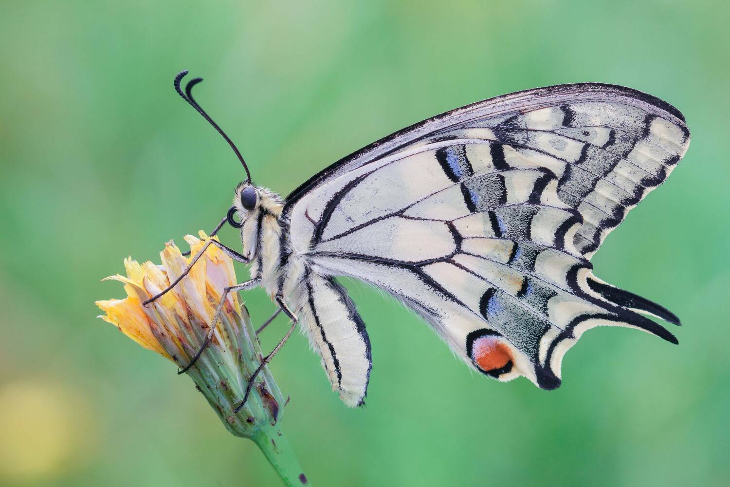 , Krystian Szuflitowski