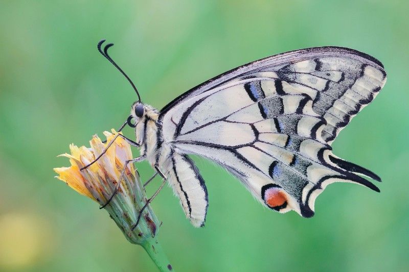 Paż Królowej. фото превью