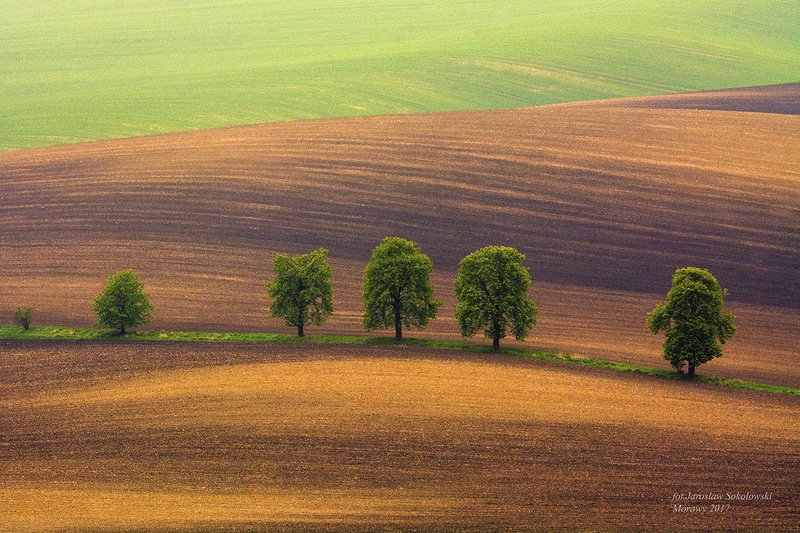 kasztany.. фото превью