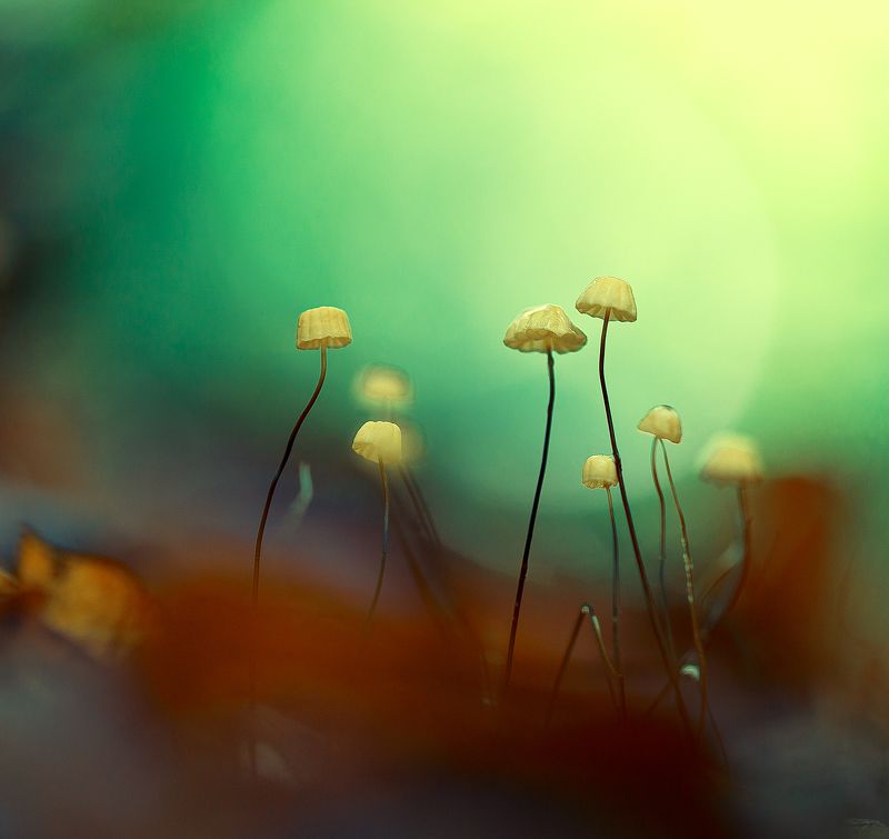 mushroom,mushrooms,nature,forest,macro,fairy,beautiful,close up,marasmius bulliardii,micro, Marasmius bulliardii фото превью