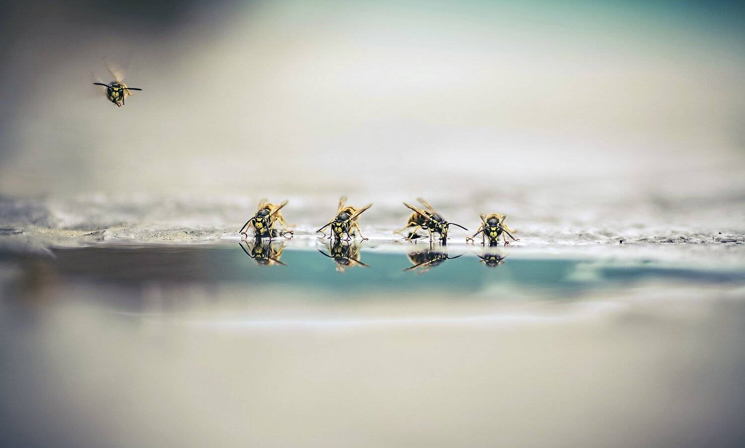 another, planet, пчелы, водопой, макро, помолейко, pomoleyko, Павел Помолейко