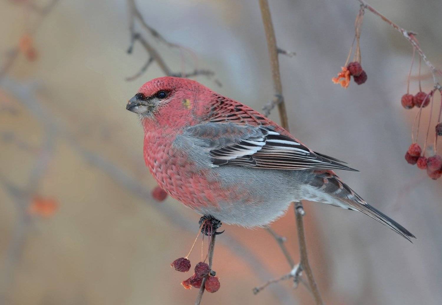 щур,самец,ранетки,зима, Iwan