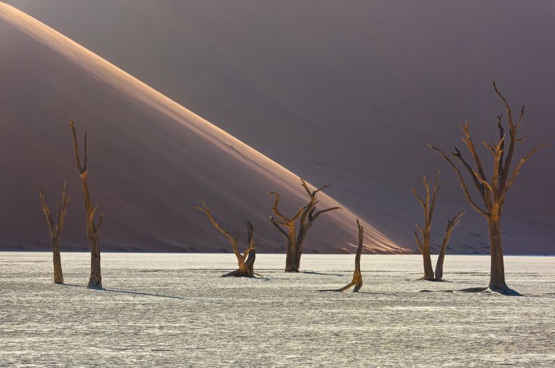 Лес по-африкански фото превью
