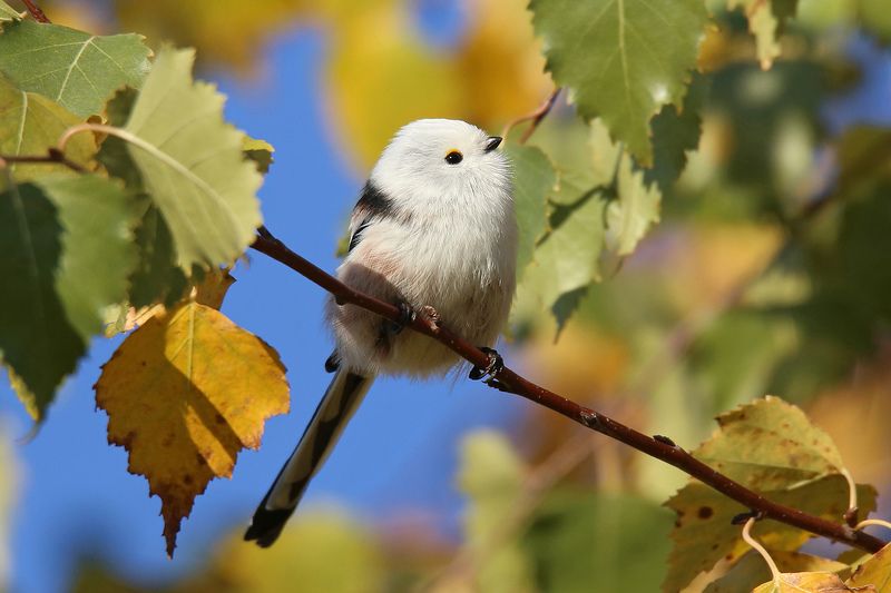 осень, синица, длиннохвостая, ополовник, чумичка, Рига, Латвия, Long-tailed Tit, Aegithalos caudatus,  Вот бы лето не кончалось... фото превью