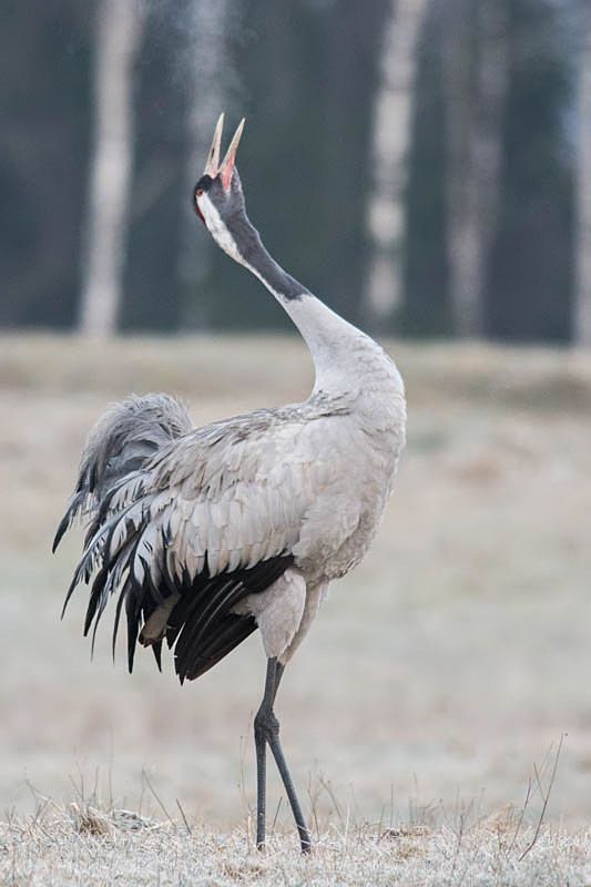 Żuraw фото превью