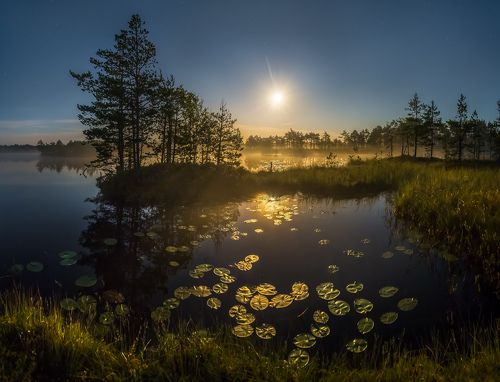 Лунная бухта кувшинок