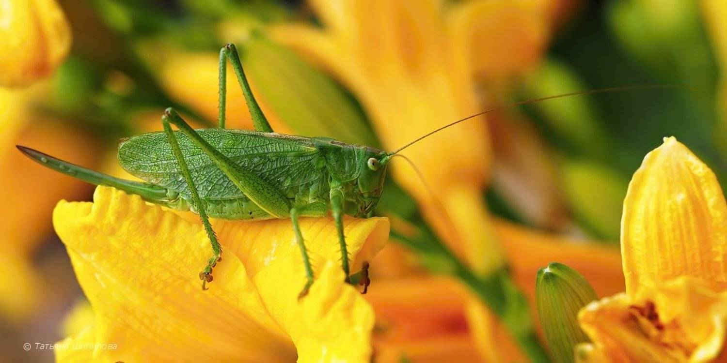 tettigonia cantans, кузнечик певчий, кузнечики, макро, лето, август, природа, фауна, флора, цветок, лилейник, Шипилова Татьяна