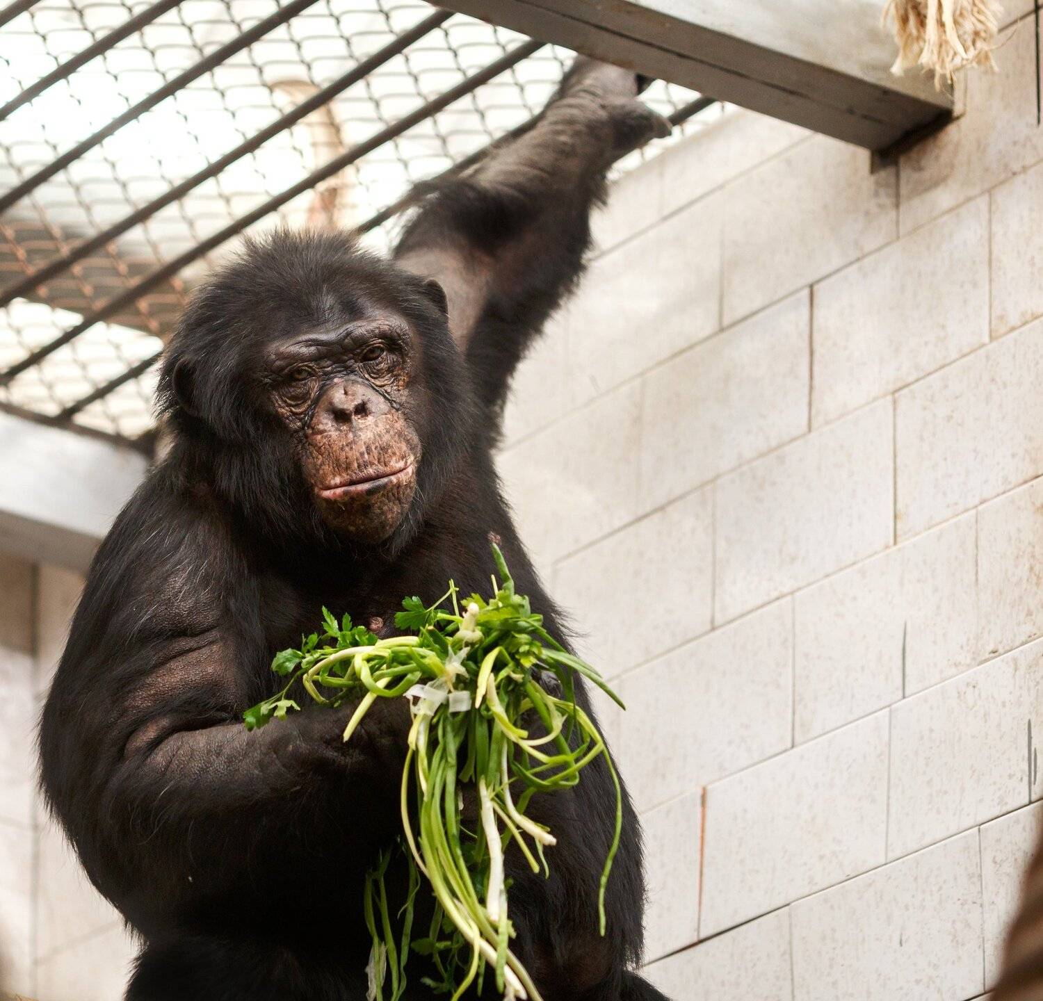 , Олег Богданов