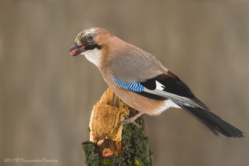 Сойка фото превью