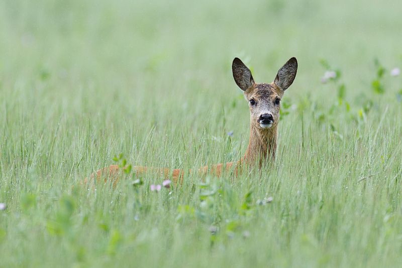 косуля, roe deer После дождя фото превью