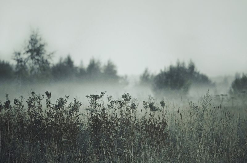 пейзаж, вечер, поле, туман, лето, август, анна салтыкова, природа *** фото превью