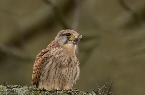 Kestrel having lunch