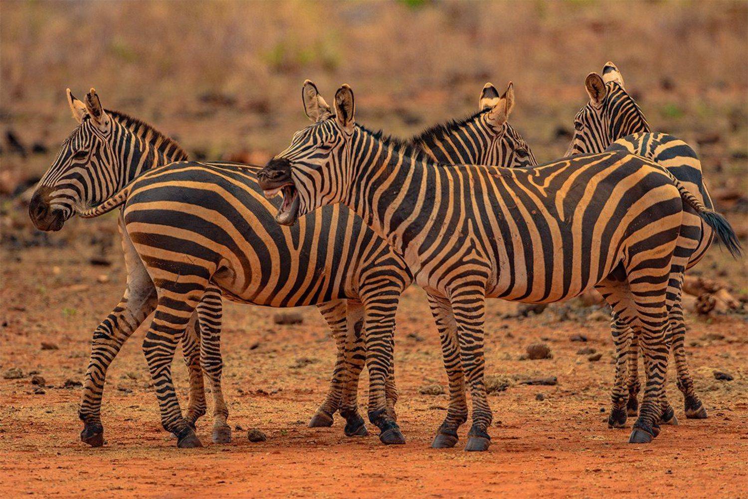 ZEBRY, Silvestr Szab&oacute;