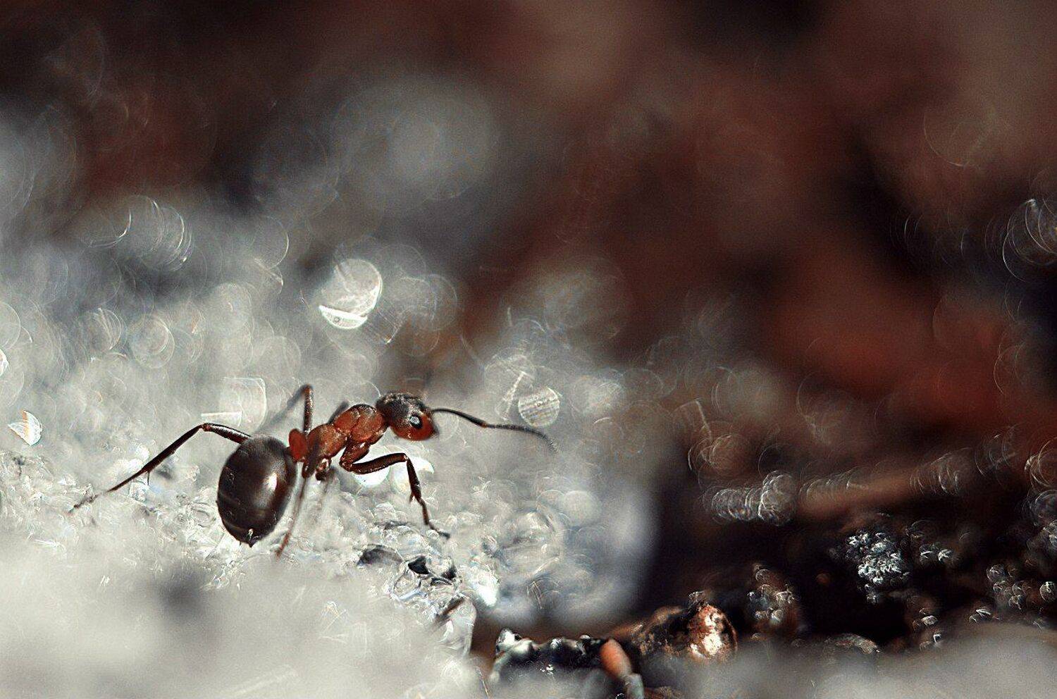 макро, муравей, гелиос, красиво, макрофотография, фотограф,  макро истории, макро красот,  макро мир, макро фото, Лапшина Владлена