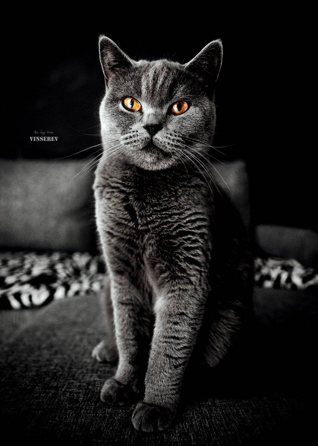 , Винников Сергей