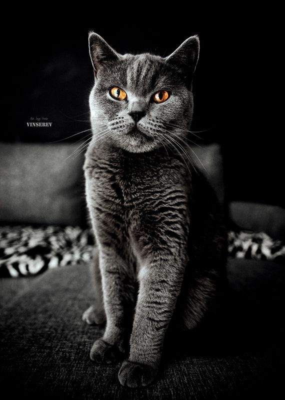 Peny фото превью