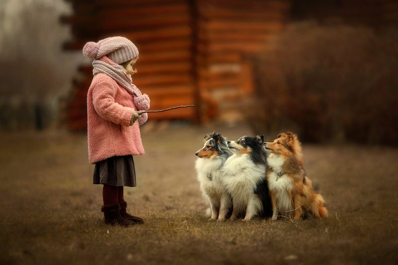 Дети, собаки, осень, девочка, шелти Маленькая дрессировщица. фото превью