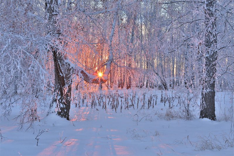 зима, лес, иней, деревья, вечер, солнце, закат Зимний вечер фото превью