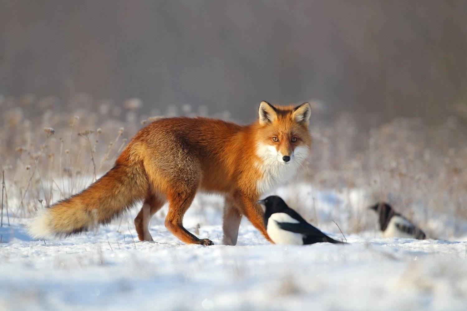 #fox #wild #poland #dolinanarwi, Lukasz Dobkowski