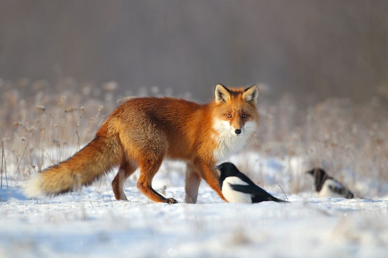 #fox #wild #poland #dolinanarwi Fox фото превью