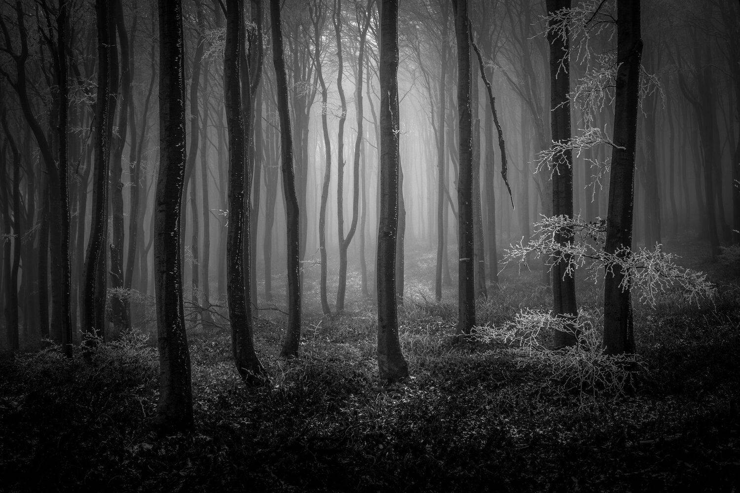 , Илияна Шишкова