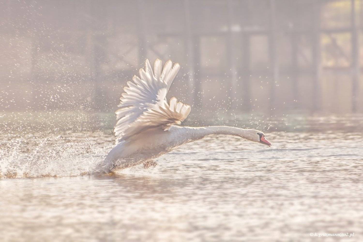 , Katarzyna Gritzmann