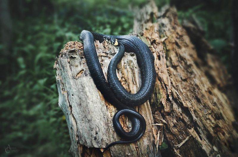 змея, вонж, уж, природа, животные, анна салтыкова, лес Вонж фото превью