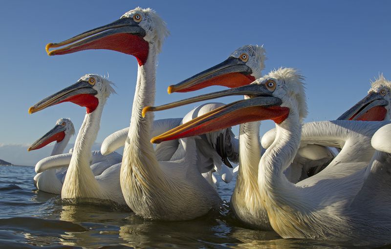 pelicans фото превью