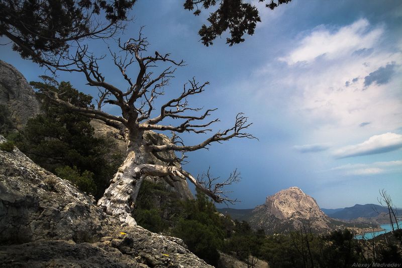 Крым, Новый Свет, дерево, старость, Повидавший фото превью