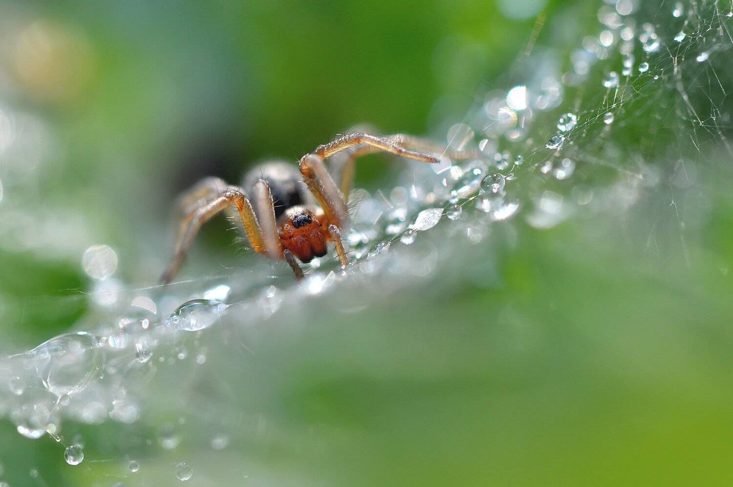 , Макеев Алексей