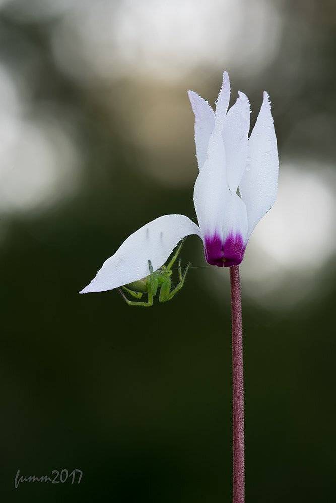 , Игорь ФУММ