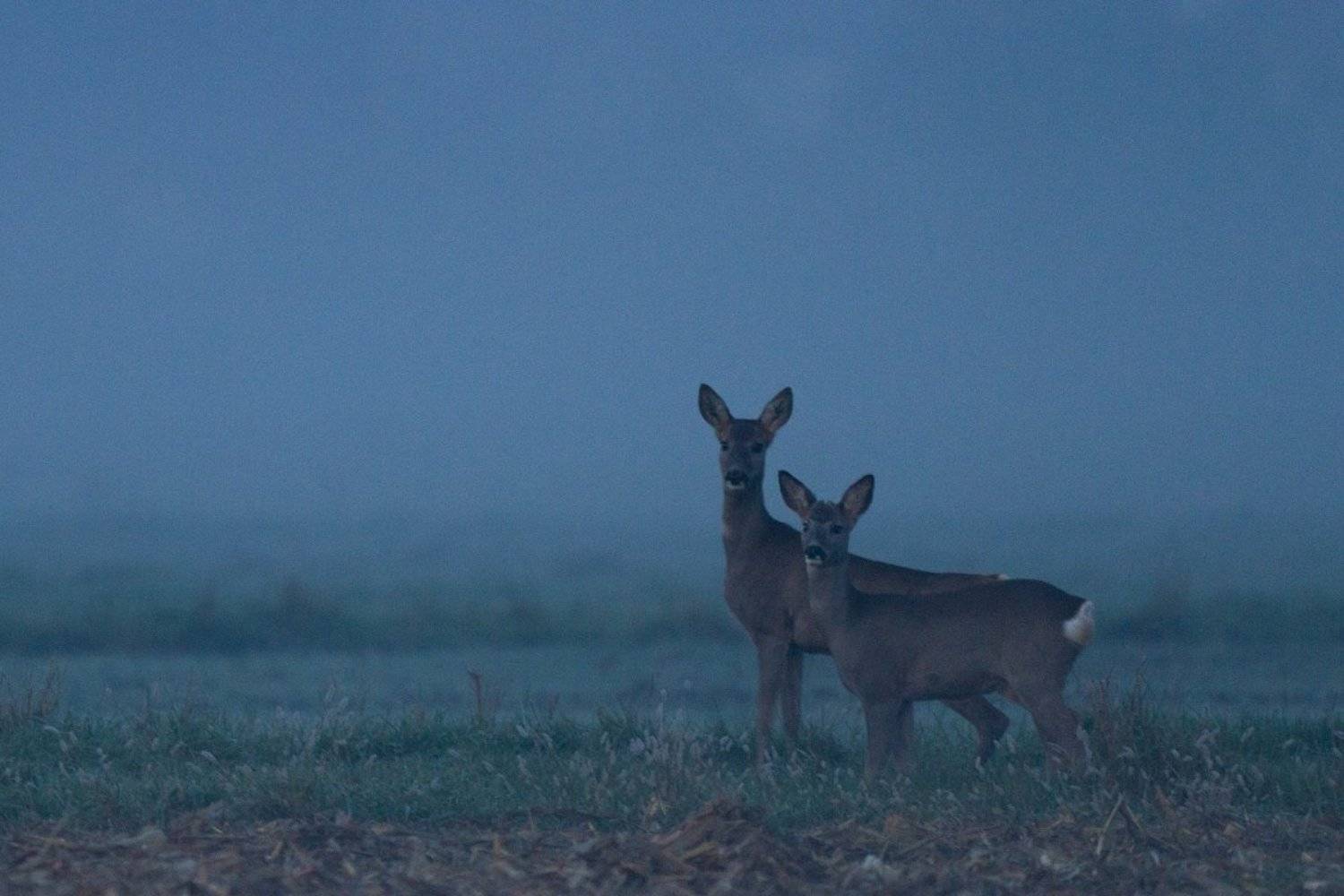 , Janina J?drzejewska-Szombara