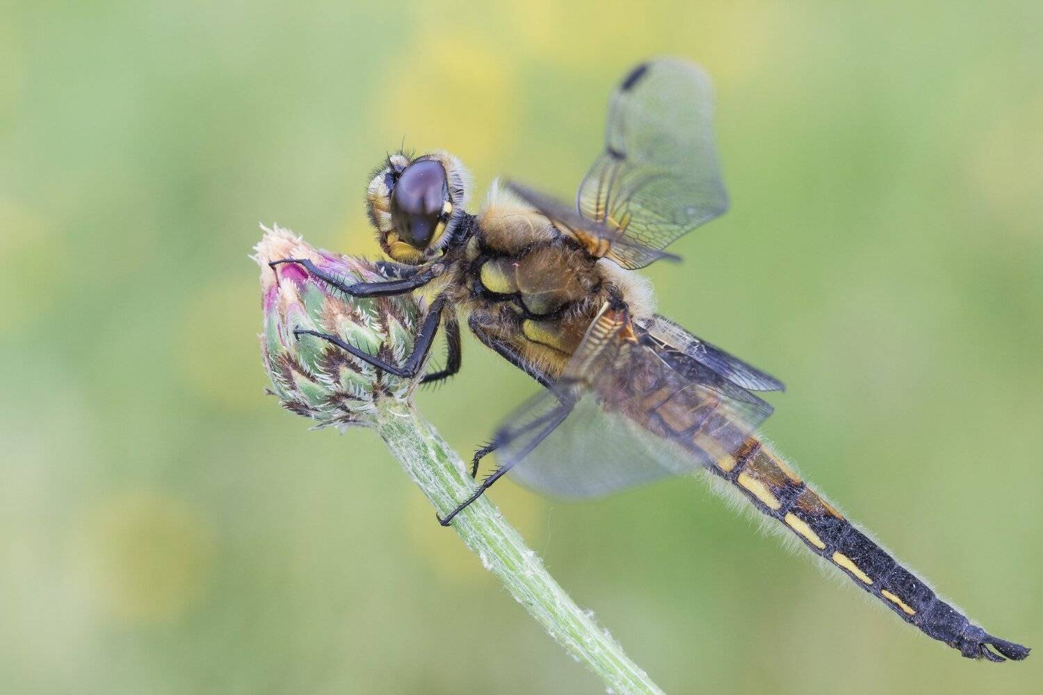 , Krystian Szuflitowski